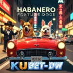 kubet habanero